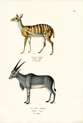 Buschbock, 1824